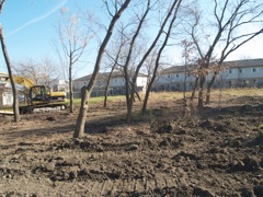 more clearing at back of lot